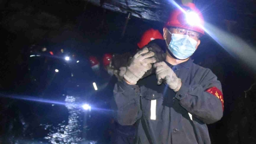 20200628  04  新建矿  图为矿机关党员协助生产井区接纳支柱。 孙继诚摄_副本